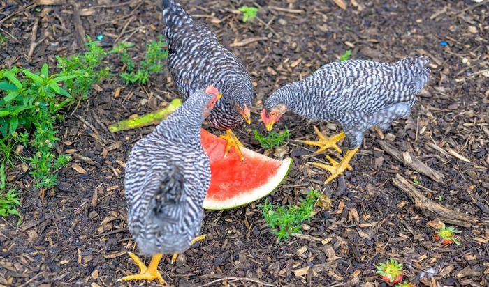 Best Fruits for Your Chickens