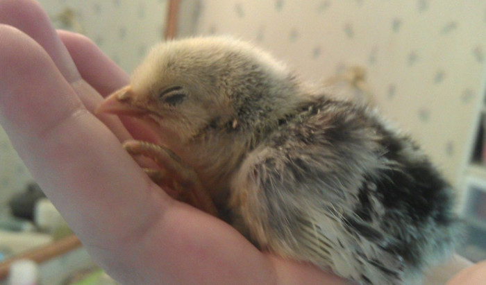 7 of the Deadliest Chick Diseases, Treatments, and Prevention