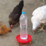 Chicken Watering: A Comprehensive Guide