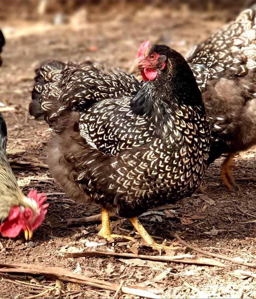 Barnevelder Chicken: History, behavior, and breed information