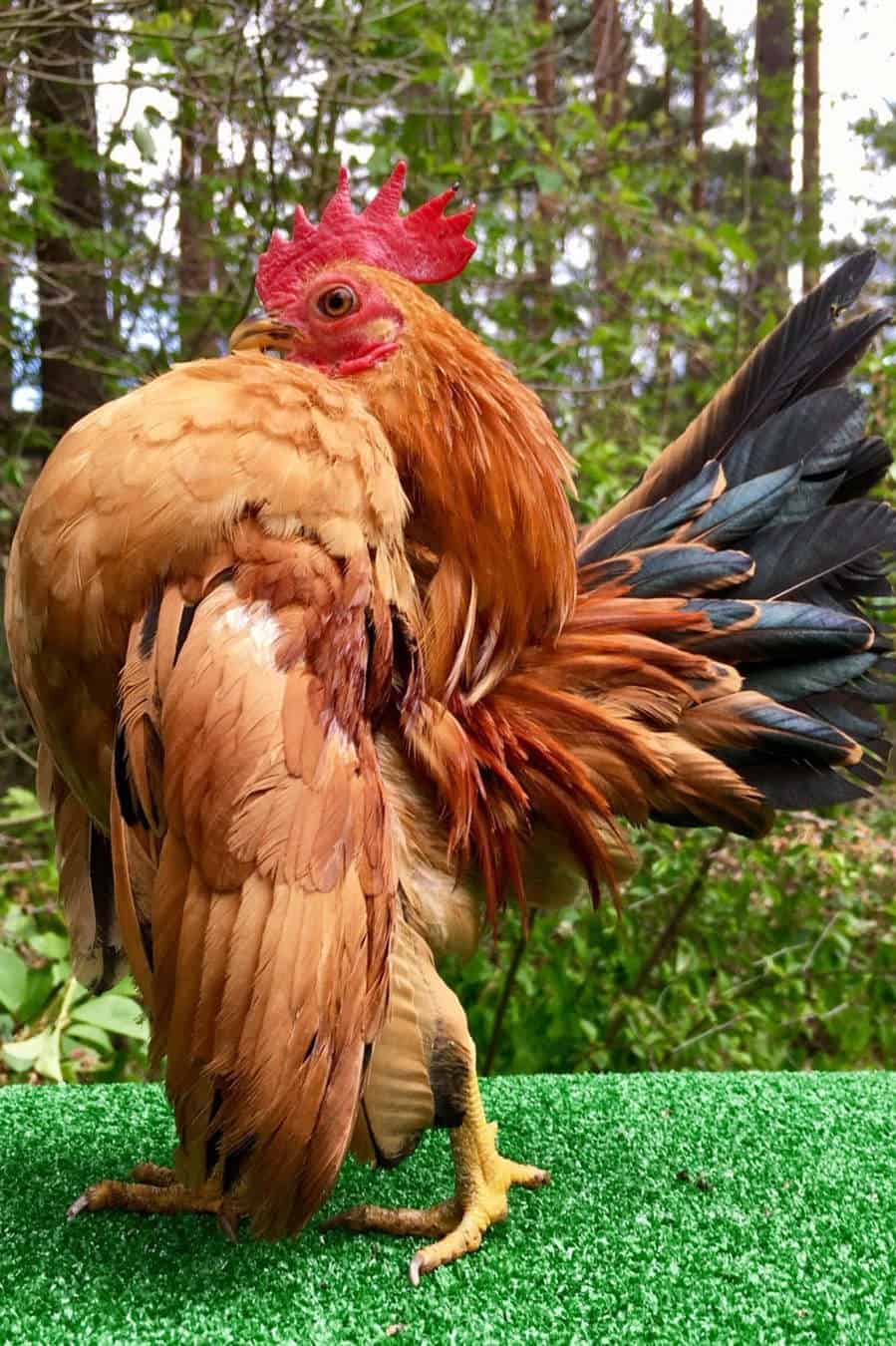 Serama Chicken: History, behavior, and breed information