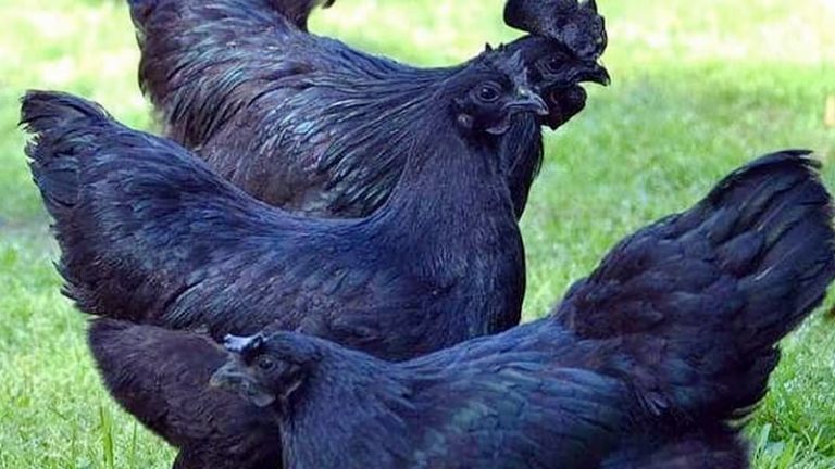 Ayam Cemani Chicken Breed: History, Origin, and Characteristics
