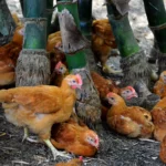 Organic Chicken FAQ: Is it worth buying?