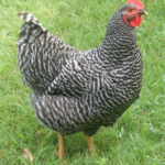 The Barred Plymouth Rock (BPR) Chicken