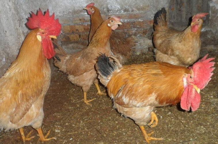 Bionda Piemontese Chicken