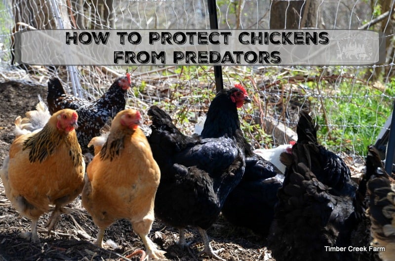 How to Protect Your Chickens from Predators