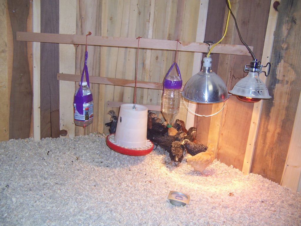 Chicken Coop Lighting: Why You Need One?