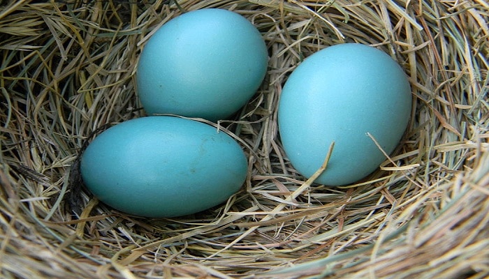 chickens that lay colored eggs