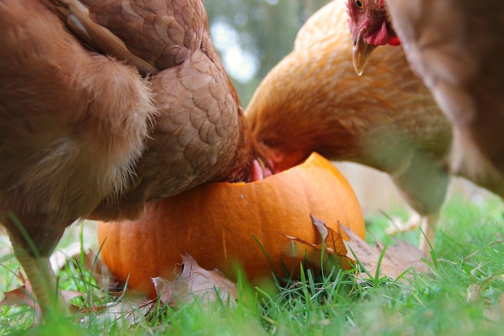 can chickens eat pumpkins