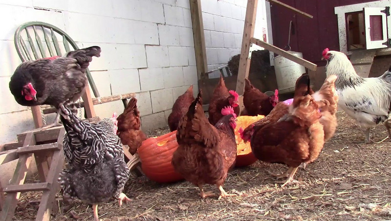 can chickens eat pumpkins