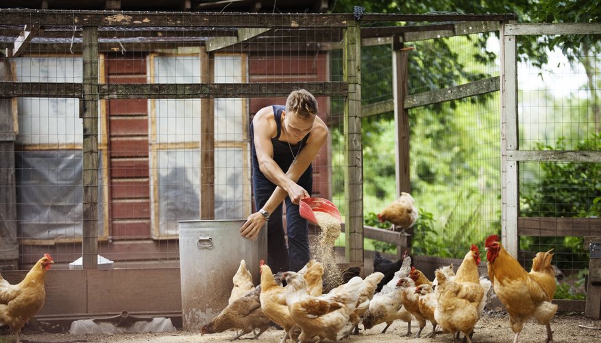 chicken farmers