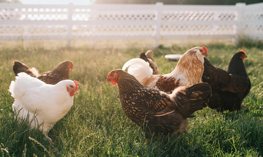 3 Biggest Mistakes New Chicken Farmers Make