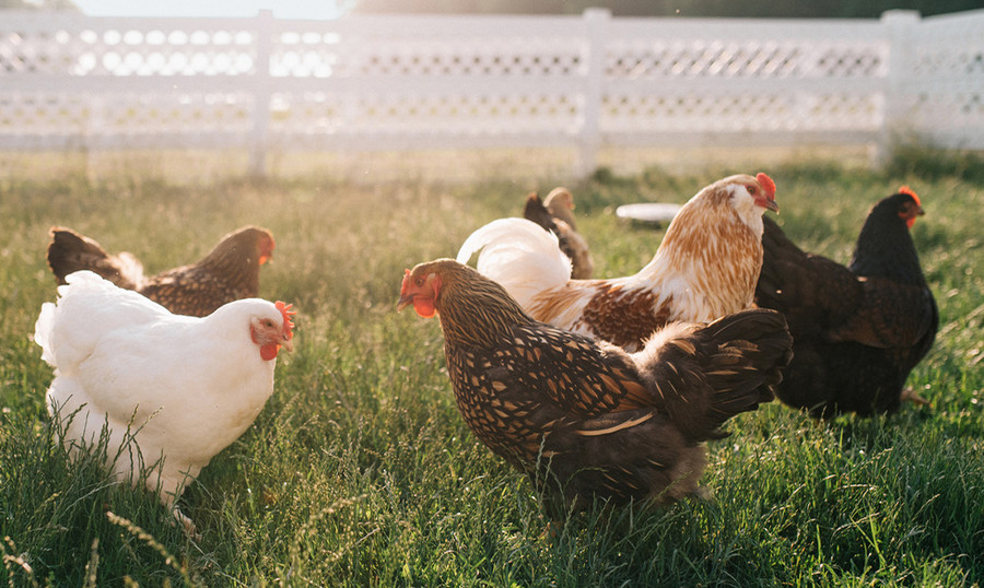 chicken farmers