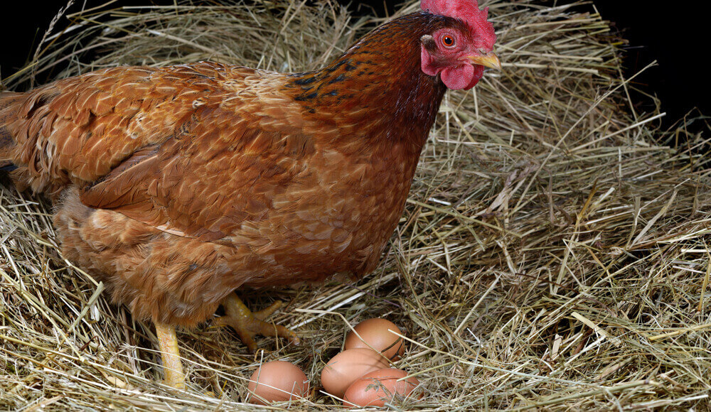 Do Chickens Lay Eggs Without a Rooster?