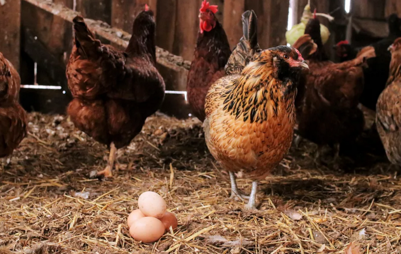 Do Chickens Lay Eggs Without a Rooster? Chicken Breed Guide