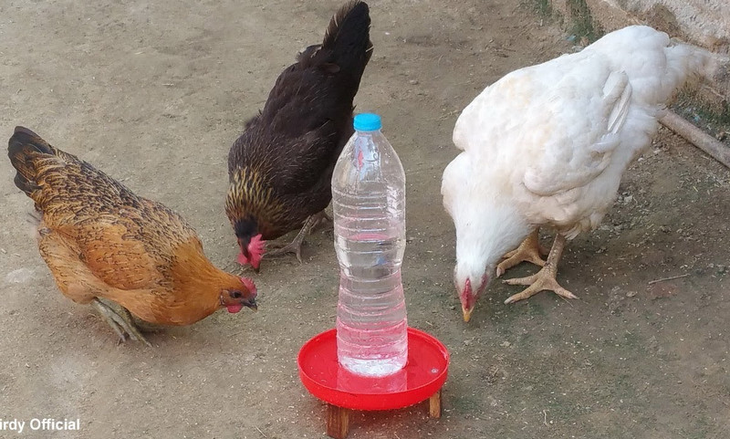 Chicken Watering: A Comprehensive Guide
