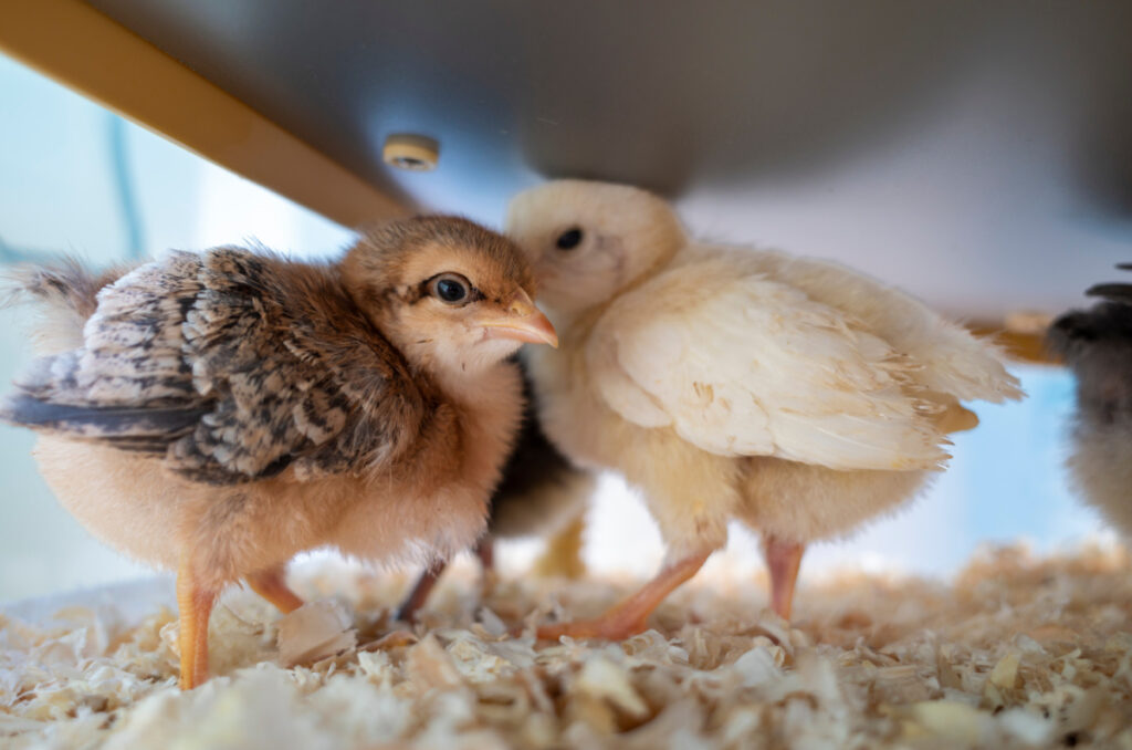 Chicks Brooding: How Long do Chicks Need a Heater?