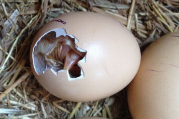Assisted Hatching: Helping Chicks Get out of Eggs