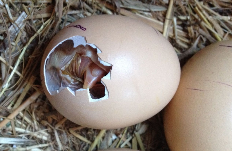 Assisted Hatching: Helping Chicks Get out of Eggs