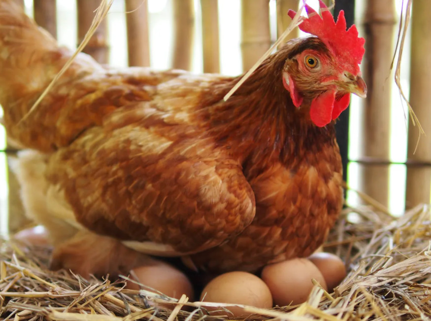 Hatching Chicken Eggs Naturally