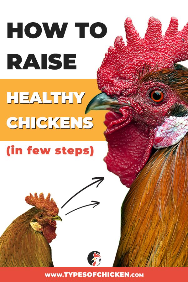 Healthy Chickens? 10 Ways on How to Grow them
