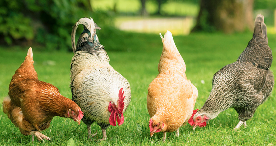 healthy chickens