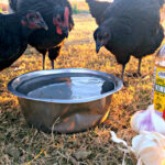 5 Natural Antibiotics for Chickens