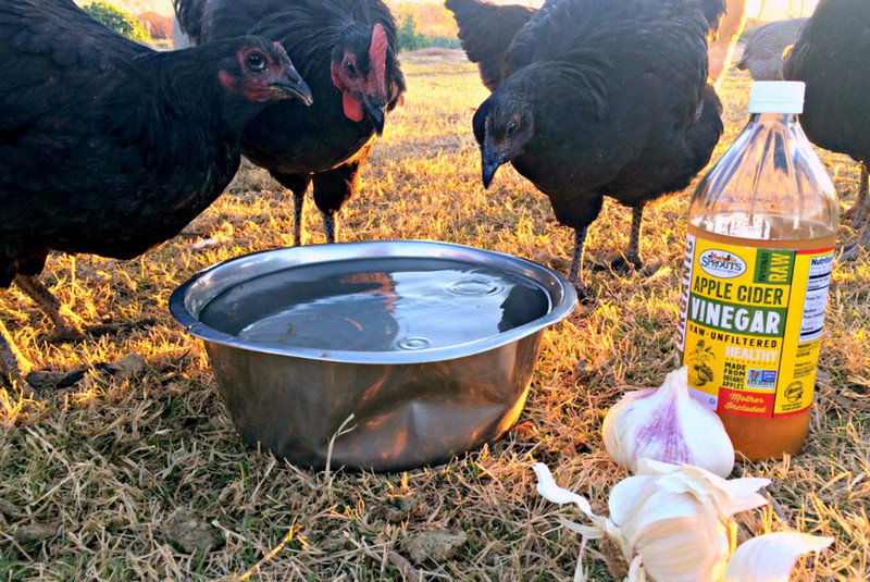 natural antibiotics for chickens