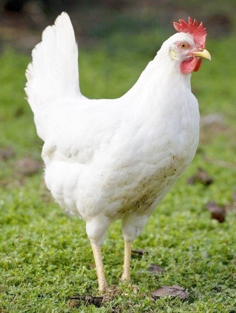 White Leghorn chicken breed and egg production guide