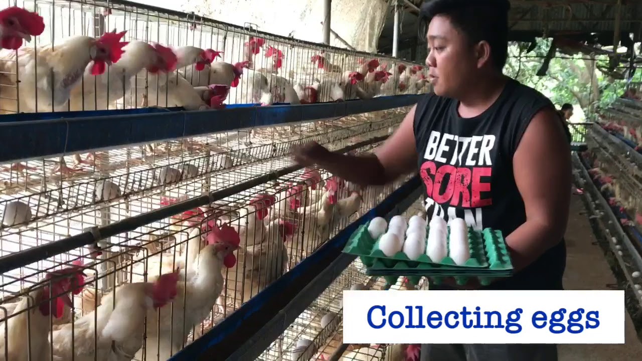 How to start a free-range chicken egg business in the Philippines