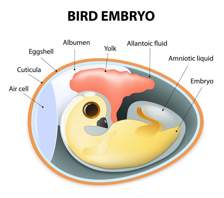 How do chicks develop and breathe inside the egg?