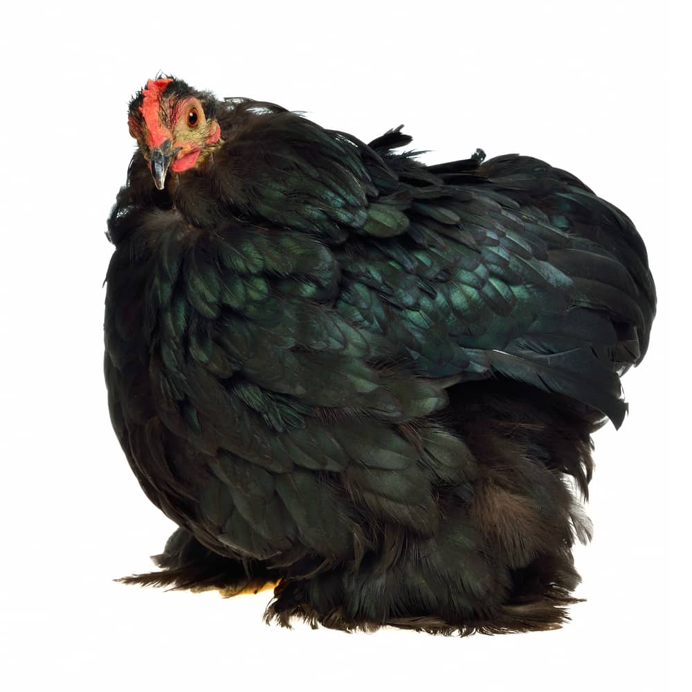 Cochin Chicken: History, behavior, and breed information
