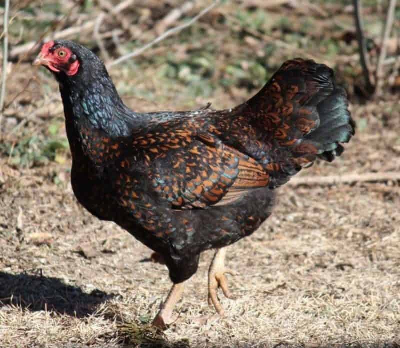 What is Cornish Chicken – History, Behavior, and Breed Information