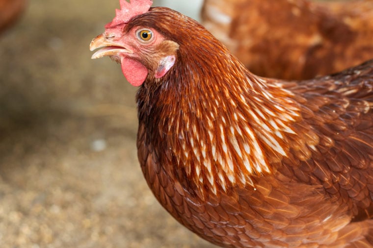 ISA Brown Chicken: History, behavior, and breed information