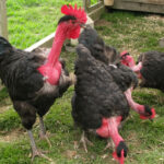 Naked Neck Chicken: Turken/Cobra chicken breed details
