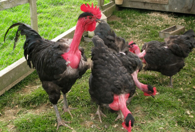 The naked neck chicken has a raised tail, and its abdomen is more curved th...