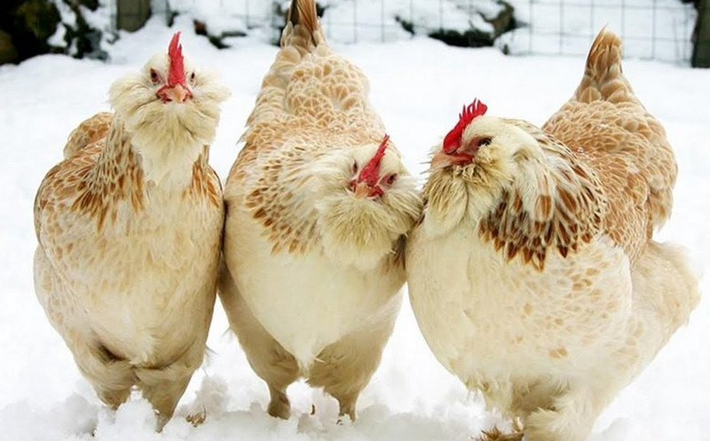 Faverolles Chicken: History, behavior, and breed information