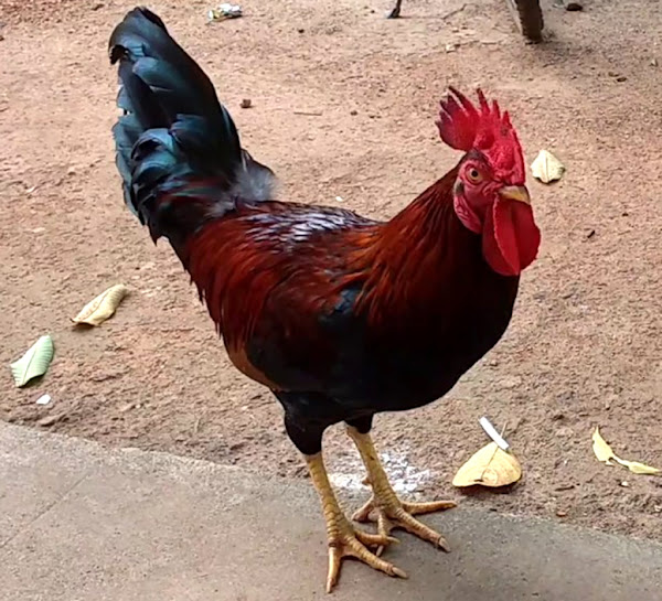 Gramapriya Chicken Breed: History, Origin, and Characteristics