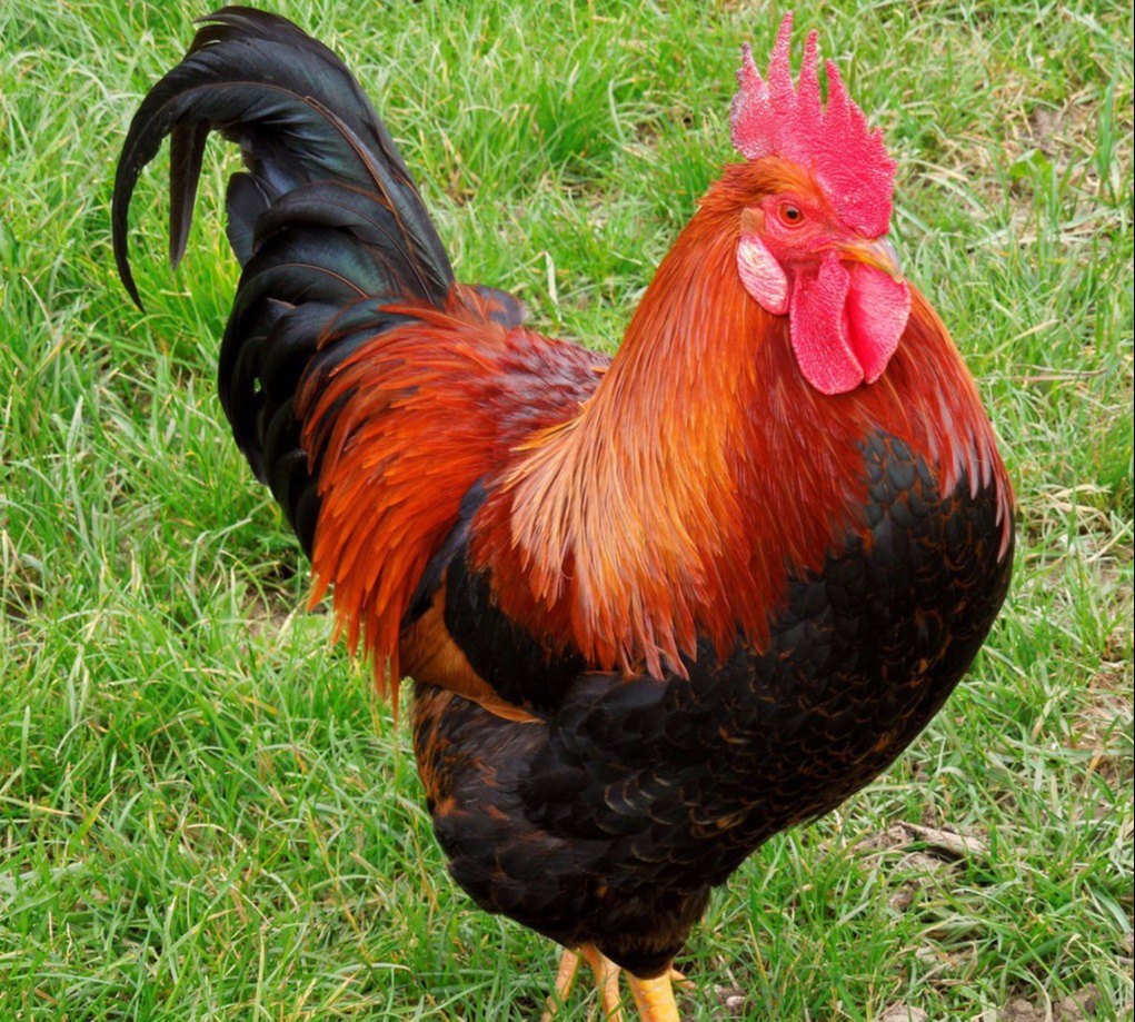 Vanaraja-chicken