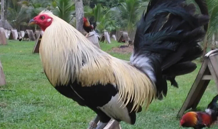 Grey Rooster Fighting Style and the Top Grey Gamefowl Breeders
