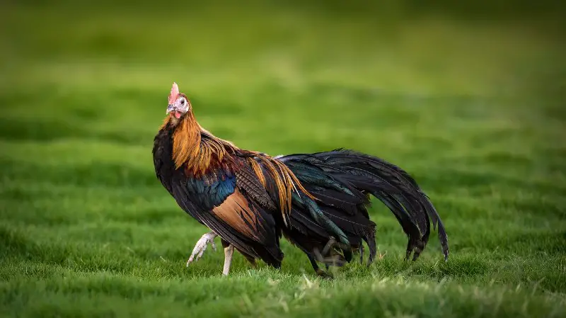 Phoenix Chicken Breed: History, Origin, and Characteristics