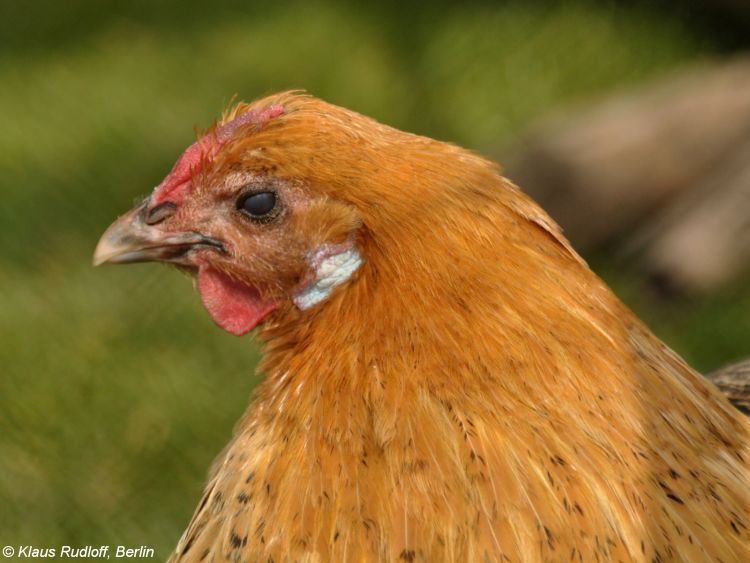 Westphalian Chicken Breed: History, Origin, and Characteristics