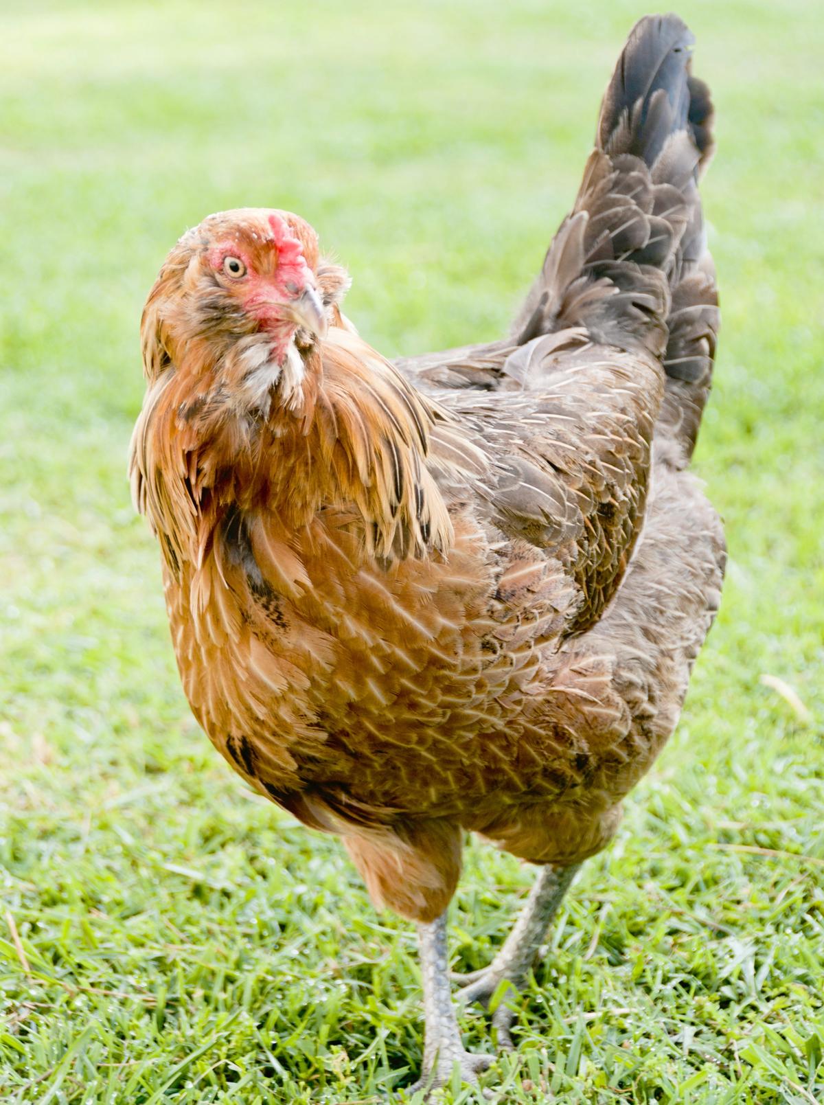 Americanas: The Ameraucana chicken breed