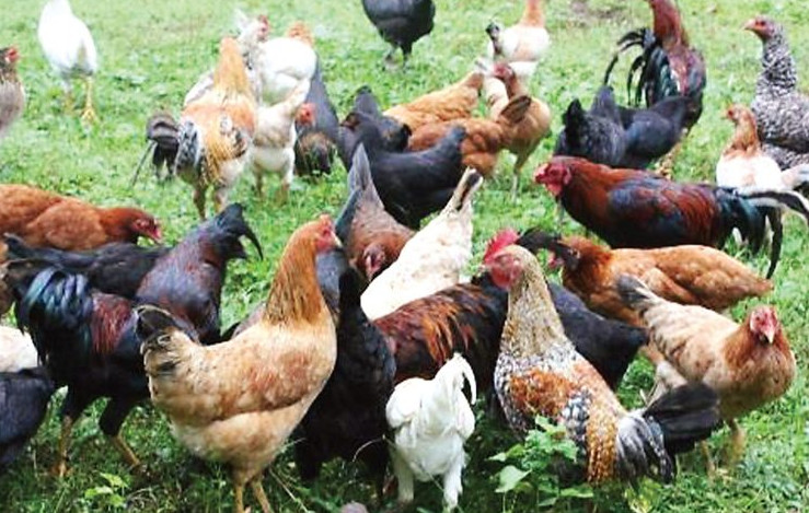 All about the Philippine native chicken breeds