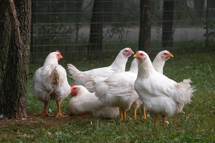 Can you free range broiler chicken?