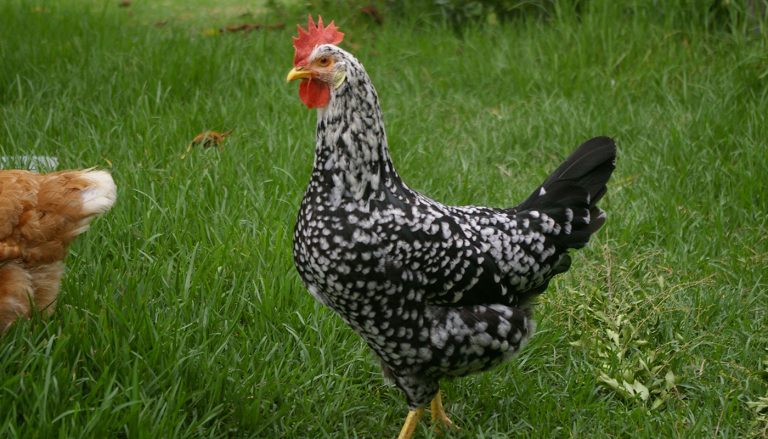 Ancona chicken breed: What you need to know