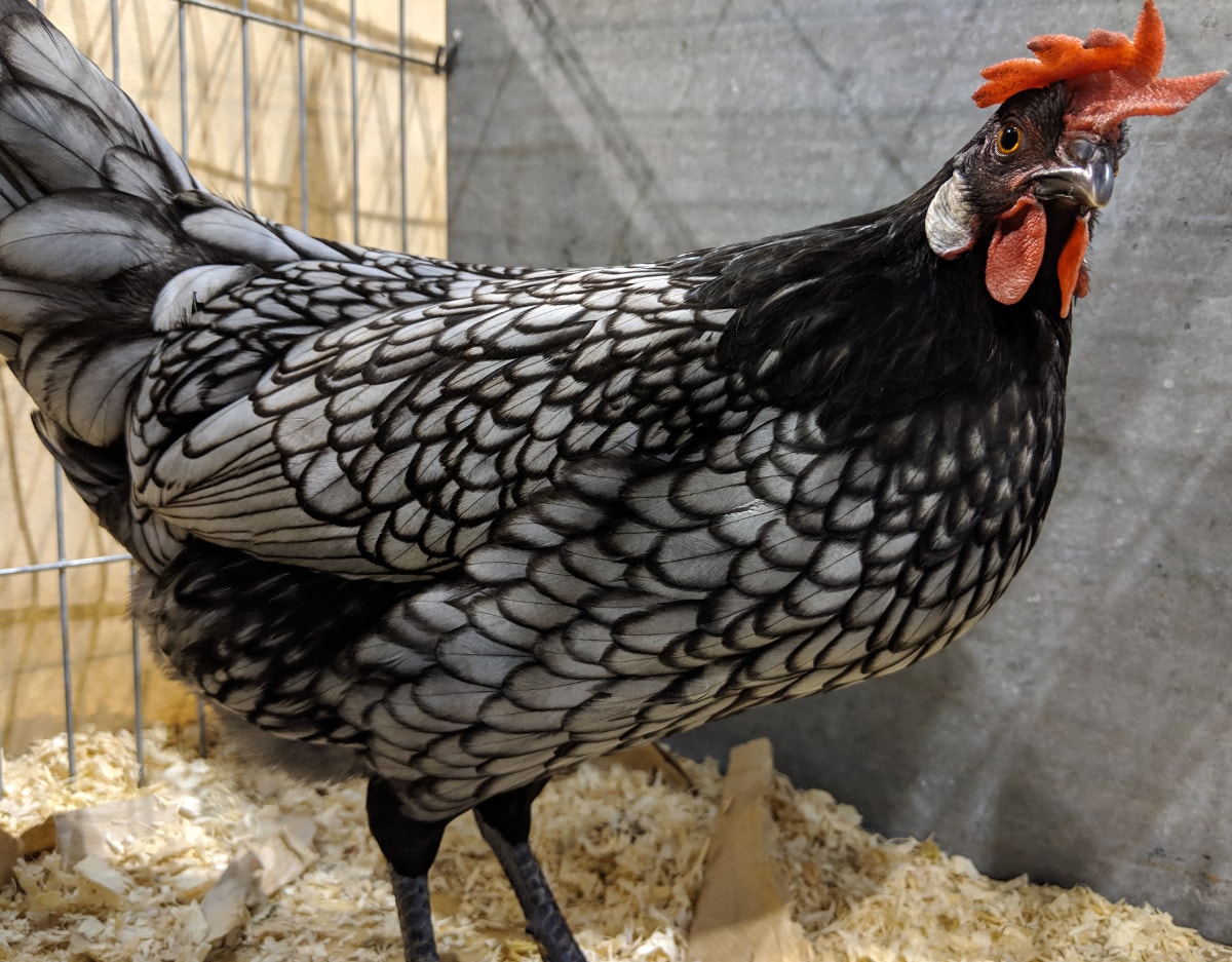 The Andalusian Chicken