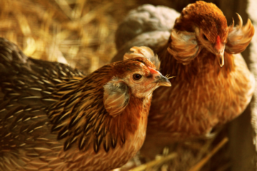 Araucana Chicken Breed: All You Need To know