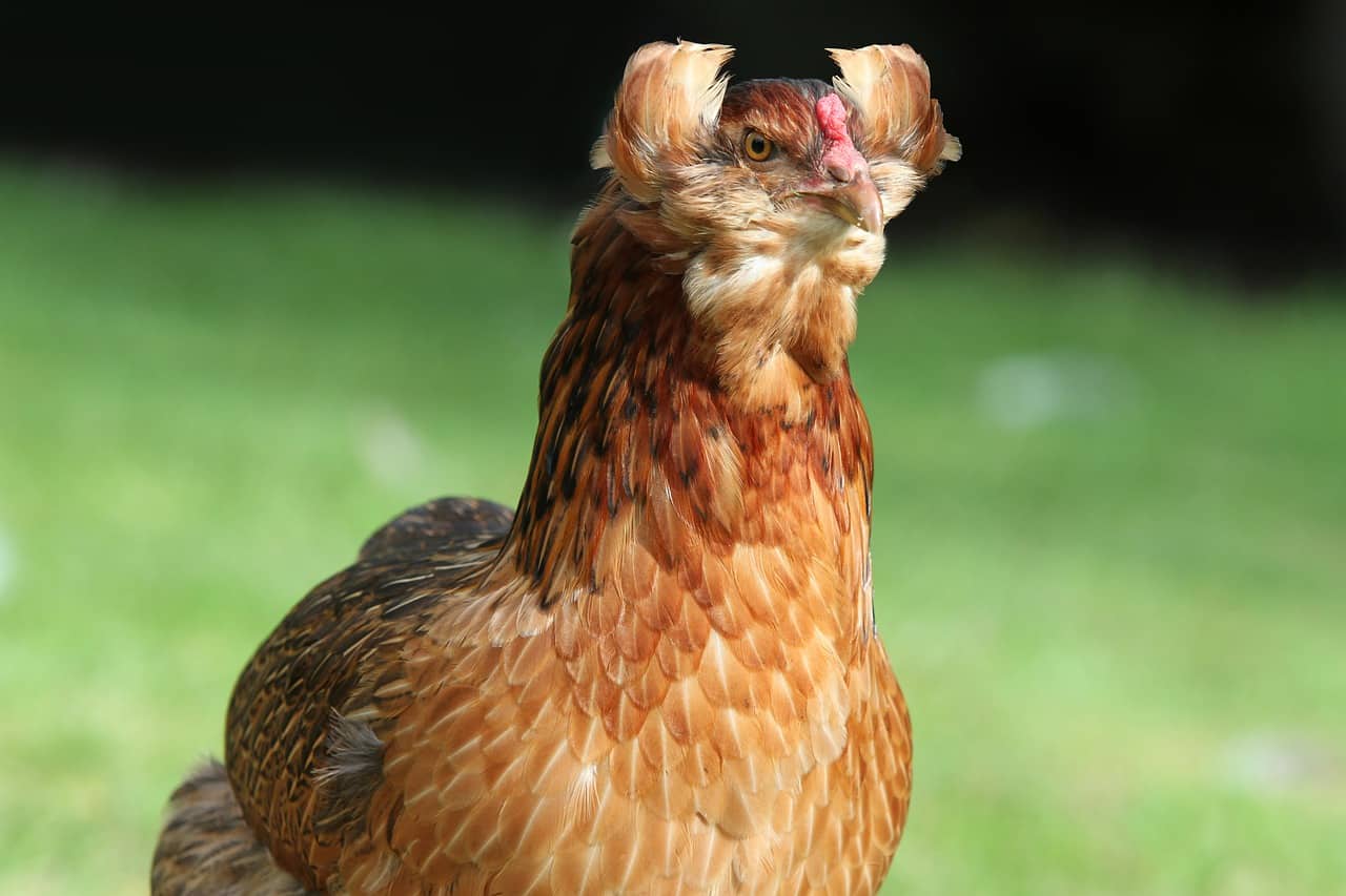 Araucana Chicken Breed: All You Need To know