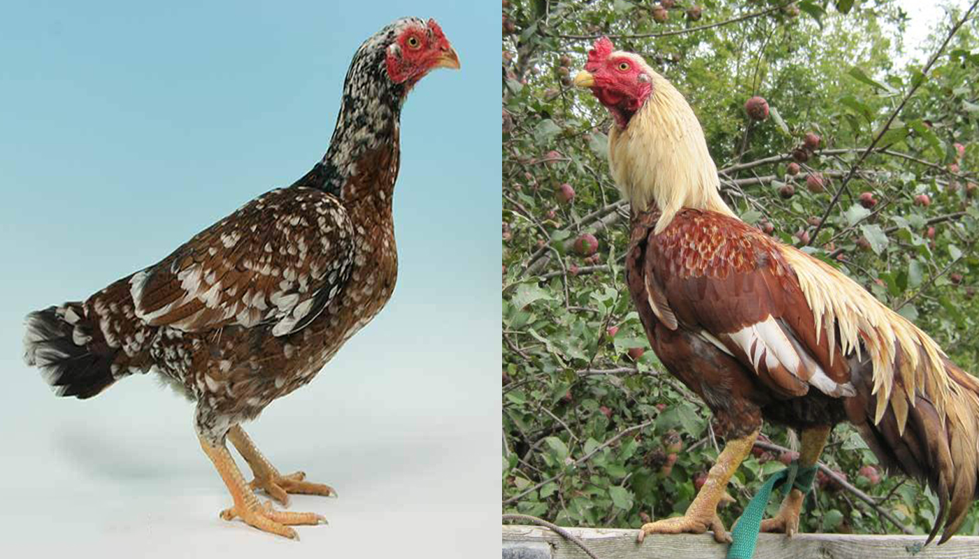 Aseel Chicken Breed: What you Need To Know